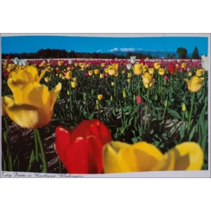 Northwest Washington pole tulipanów