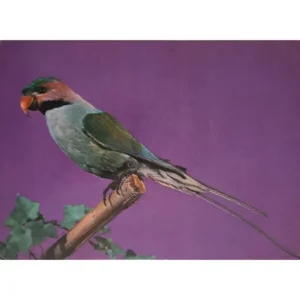 Papuga długoogonowa