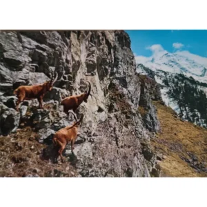 Koziorożce alpejskie
