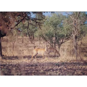 Antylopa kob lirorogi
