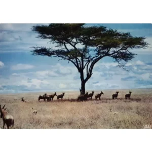 Antylopy gnu