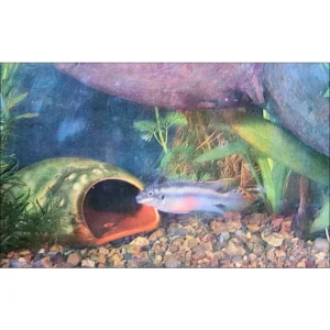 Palmatechromis kribensis