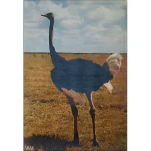 Struś