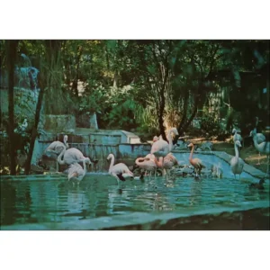 Flamingi