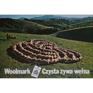 Czysta żywa wełna