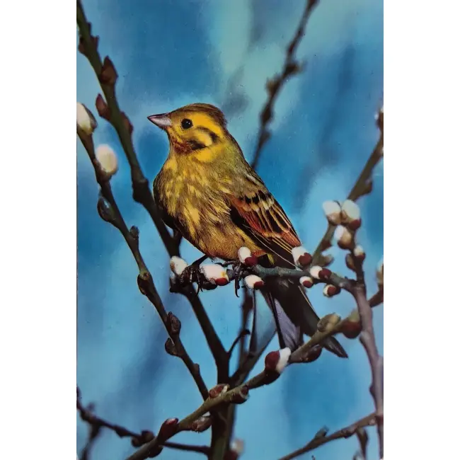 Trznadel zwyczajny (Emberiza citrinella)