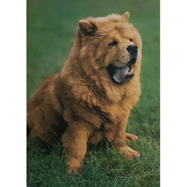Pies rasy chow chow