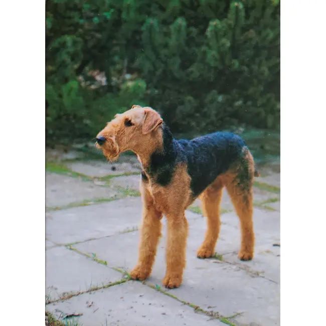 Pies rasy Airedale terrier (często określany jako „król terierów”)