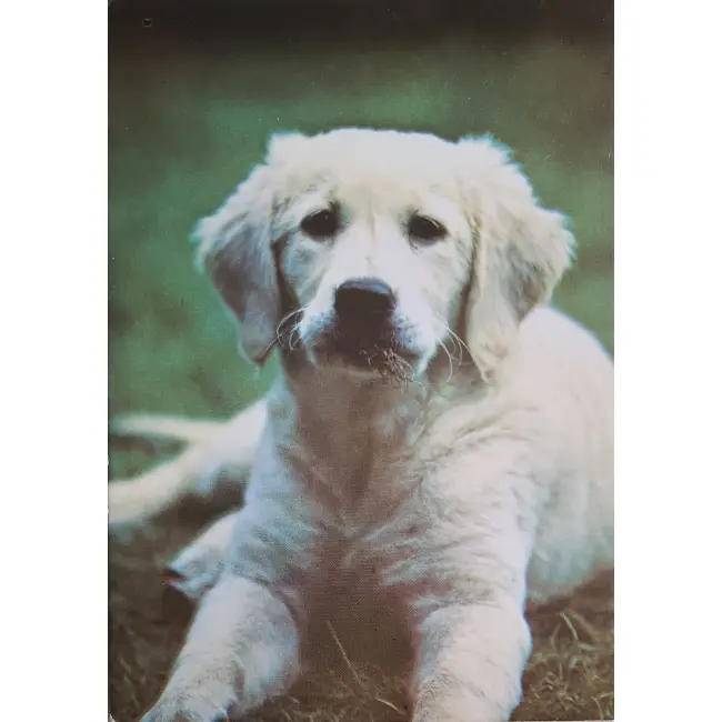 Szczenię rasy golden retriever