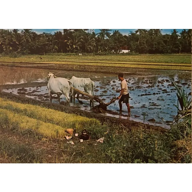 Jawa lub Bali rolnik w pracy