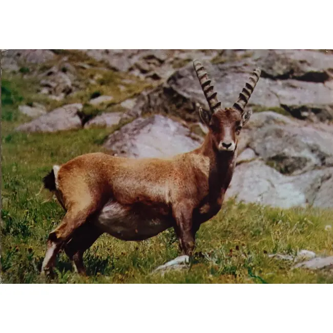 Koziorożec alpejski