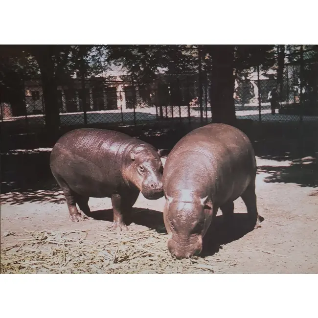 Hipopotamy