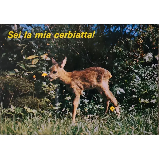 Sarna (koźlę)