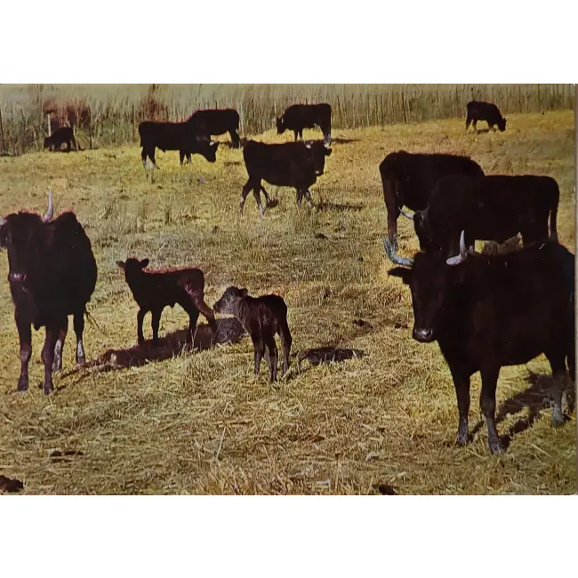 Stado czarnych byków i krów rasy Camargue