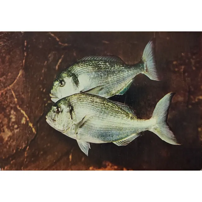 Dorada (sparus złotogłowy)
