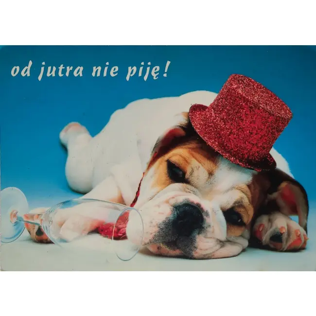 Pies, psy, pocztówka z motywem psa