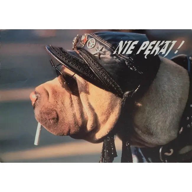 Pies, psy, pocztówka z motywem psa