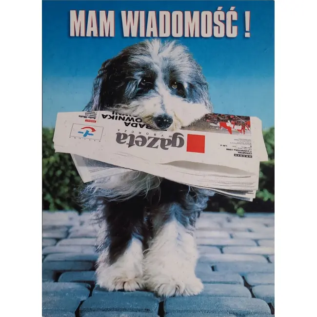 Pies, psy, pocztówka z motywem psa