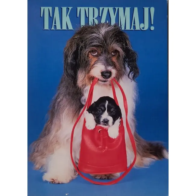 Pies, psy, pocztówka z motywem psa