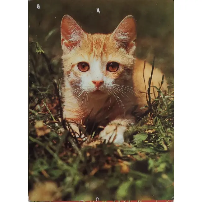 Kot, koty, pocztówka z motywem kota