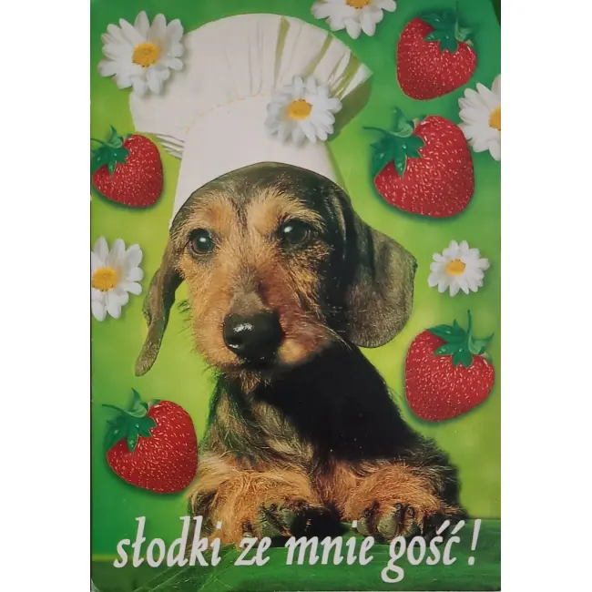 Pies, psy, pocztówka z motywem psa