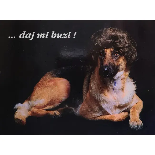 Pies, psy, pocztówka z motywem psa