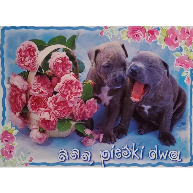 Pies, psy, pocztówka z motywem psa