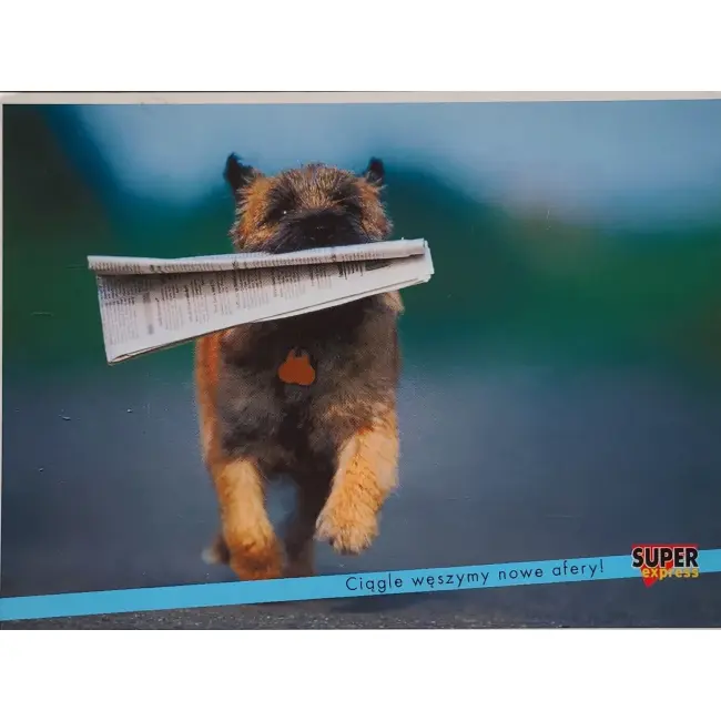 Pies, psy, pocztówka z motywem psa