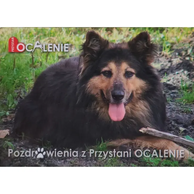 Pies, psy, pocztówka z motywem psa