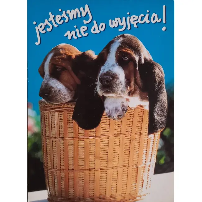 Pies, psy, pocztówka z motywem psa