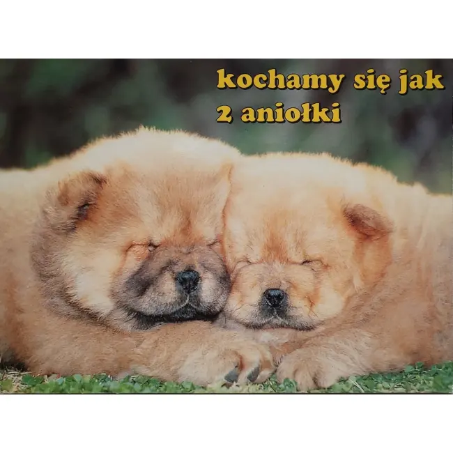 Pies, psy, pocztówka z motywem psa