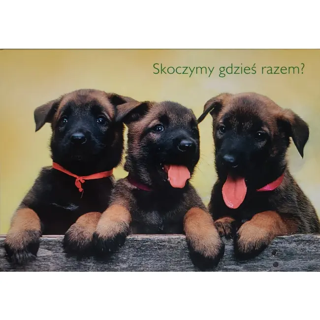 Pies, psy, pocztówka z motywem psa