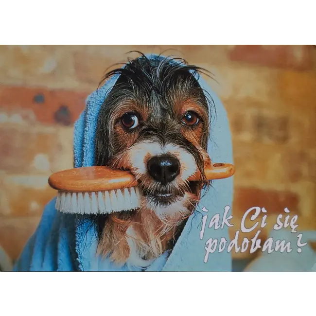 Pies, psy, pocztówka z motywem psa