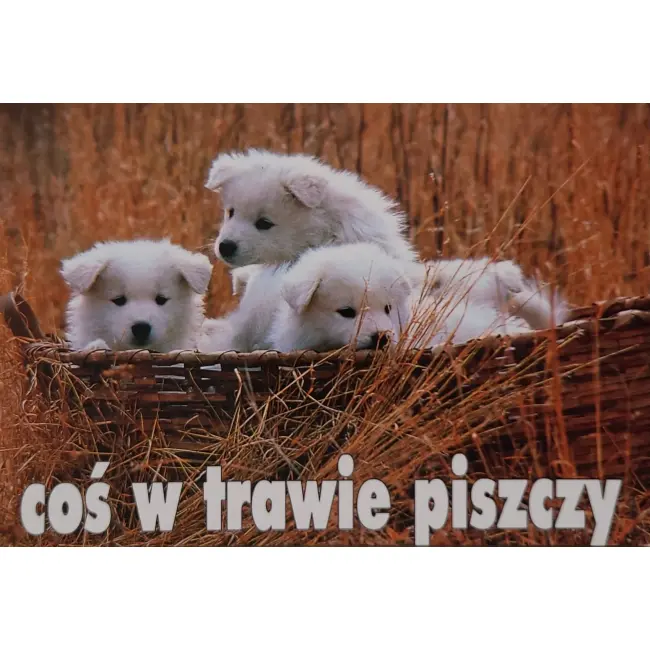 Pies, psy, pocztówka z motywem psa