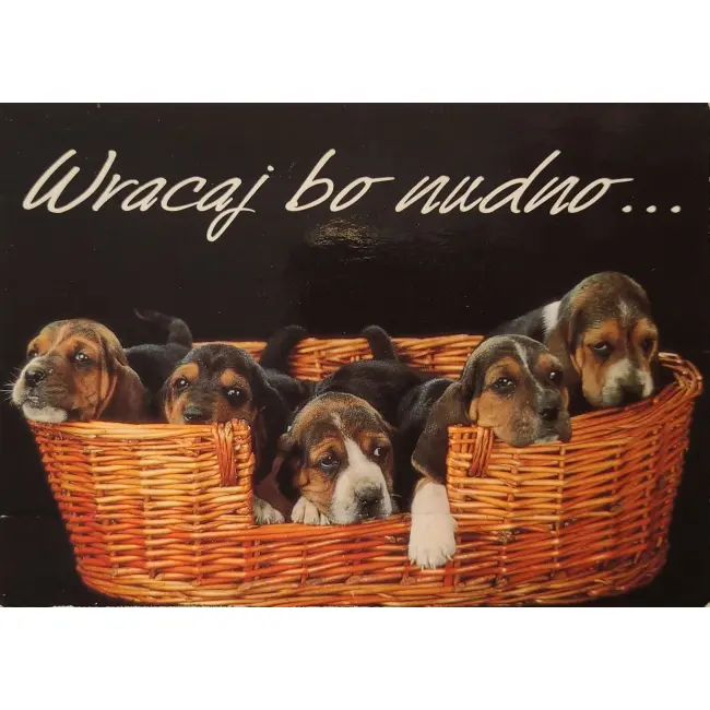 Pies, psy, pocztówka z motywem psa