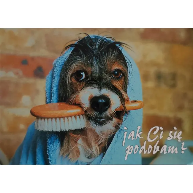 Pies, psy, pocztówka z motywem psa