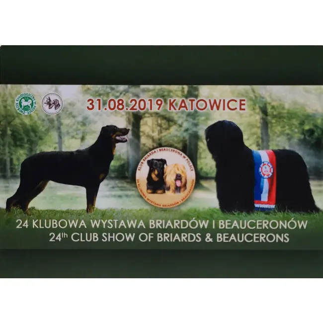 Pies, psy, pocztówka z motywem psa