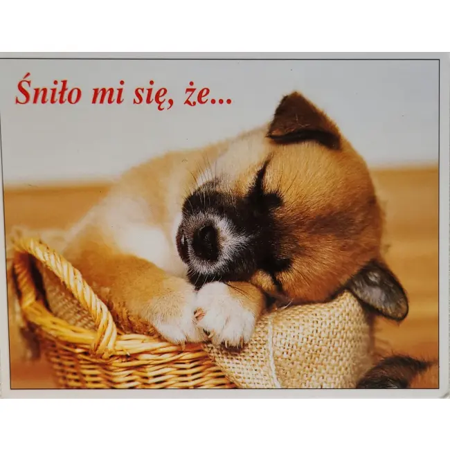 Pies, psy, pocztówka z motywem psa