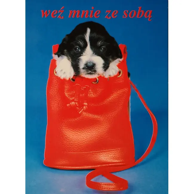 Pies, psy, pocztówka z motywem psa