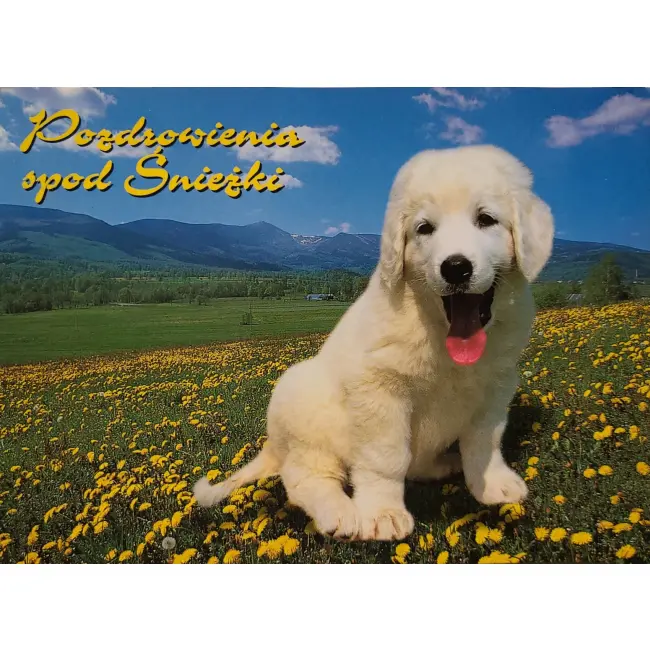 Pies, psy, pocztówka z motywem psa