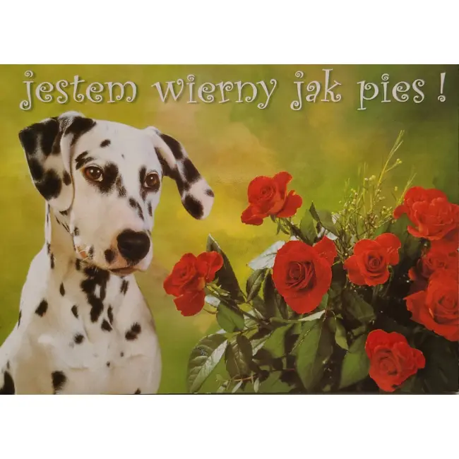 Pies, psy, pocztówka z motywem psa