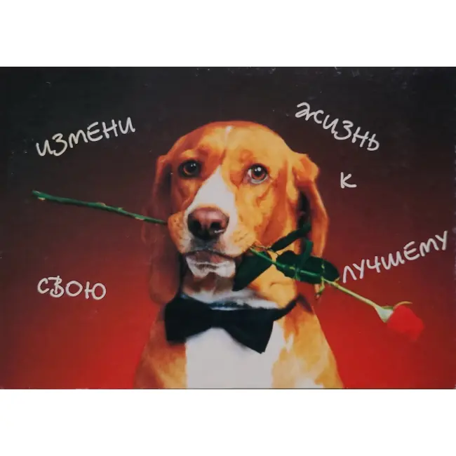Pies, psy, pocztówka z motywem psa