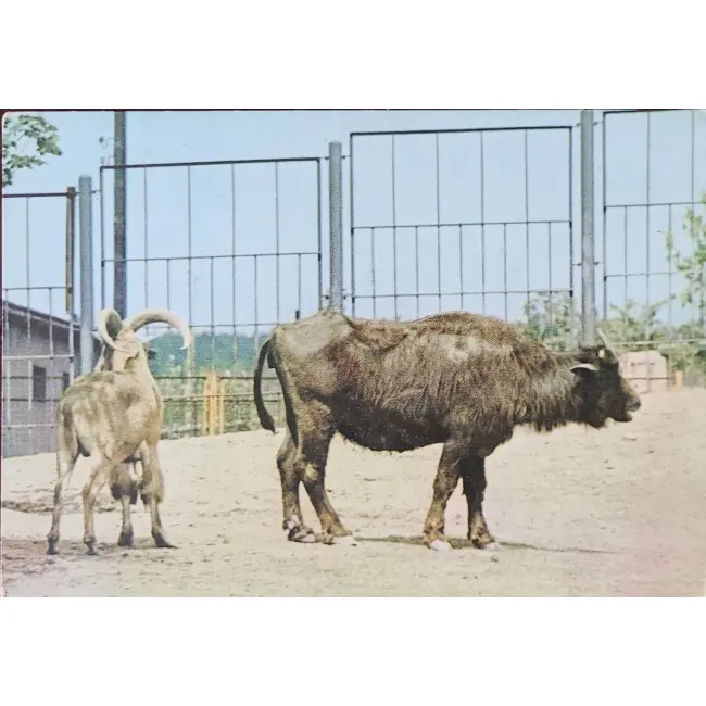 Bawół domowy Zoo Chorzów