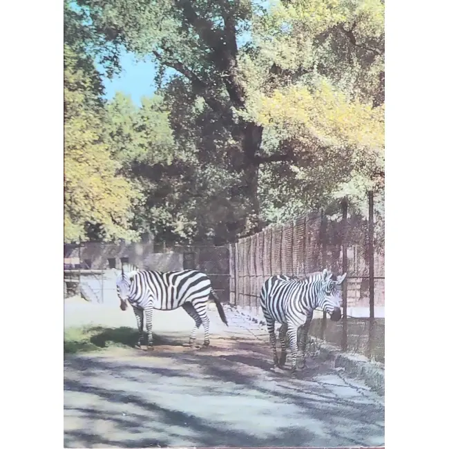 Żyrafy Zoo Warszawa