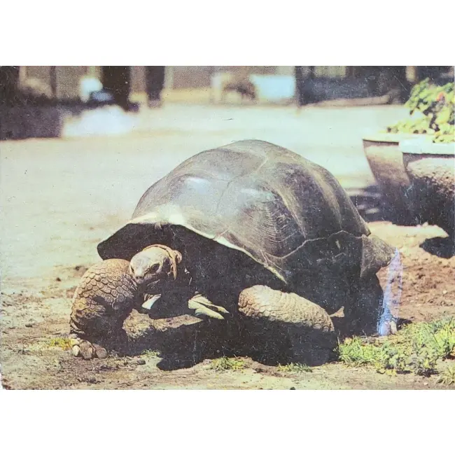 Żółw olbrzymi Zoo Poznań