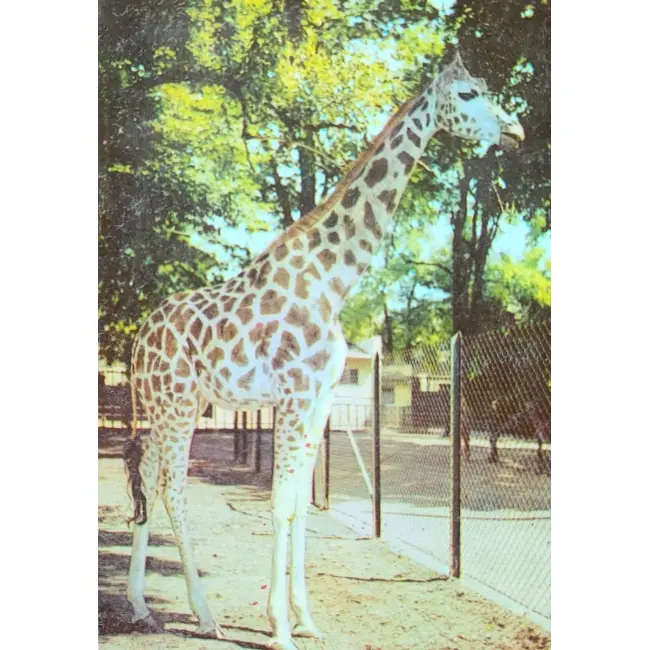 Żyrafa Zoo Poznań