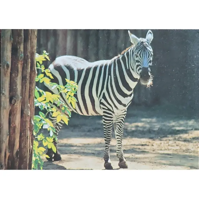 Zebra