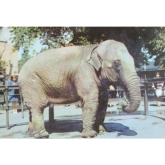 Słoń Zoo Poznań
