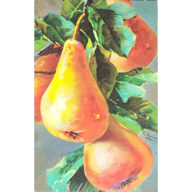 Martwa natura