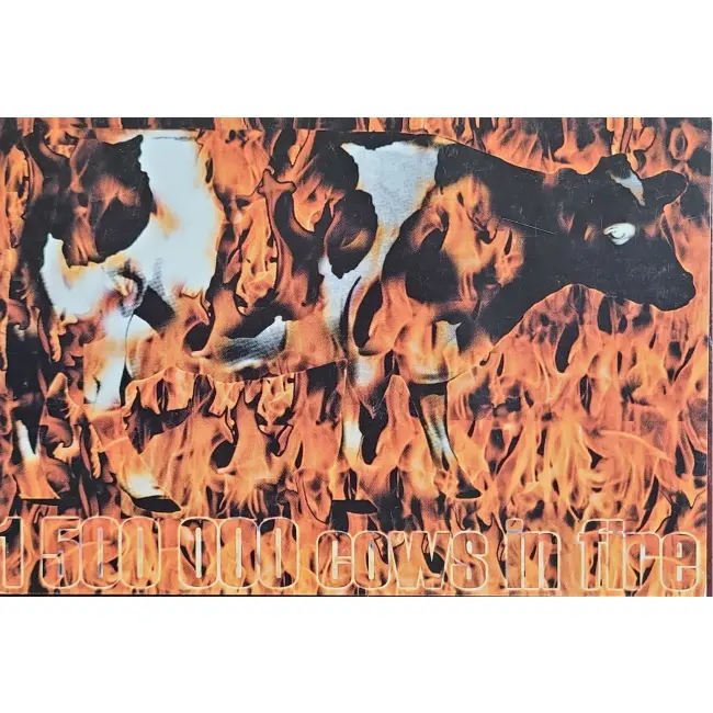 Pocztówka reklamowa Albert Tyrała – Cows in fire